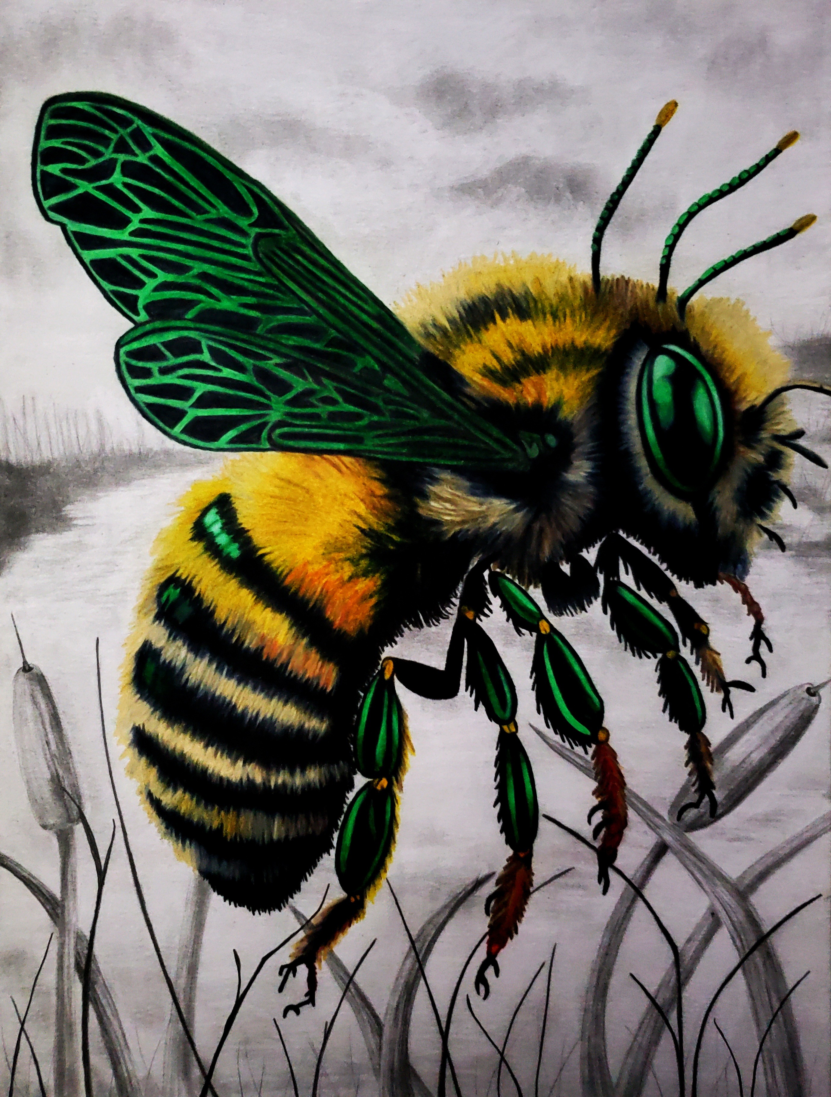 Original Colored Pencil Artwork